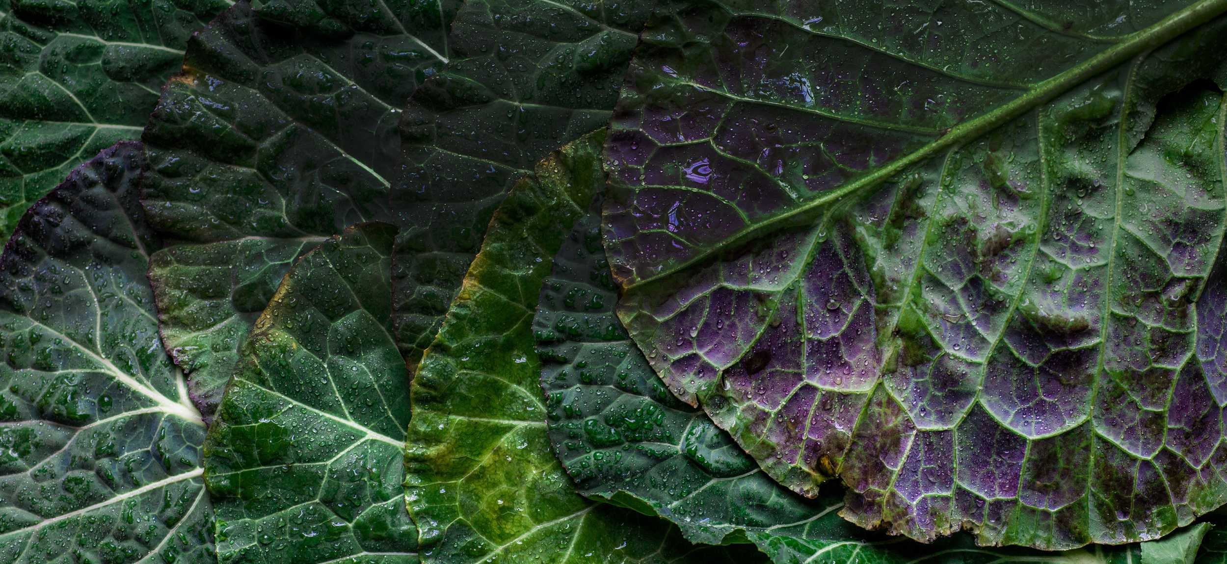 Close-up of dark green and purple leafy vegetable leaves with visible veins and water droplets, rich organic texture