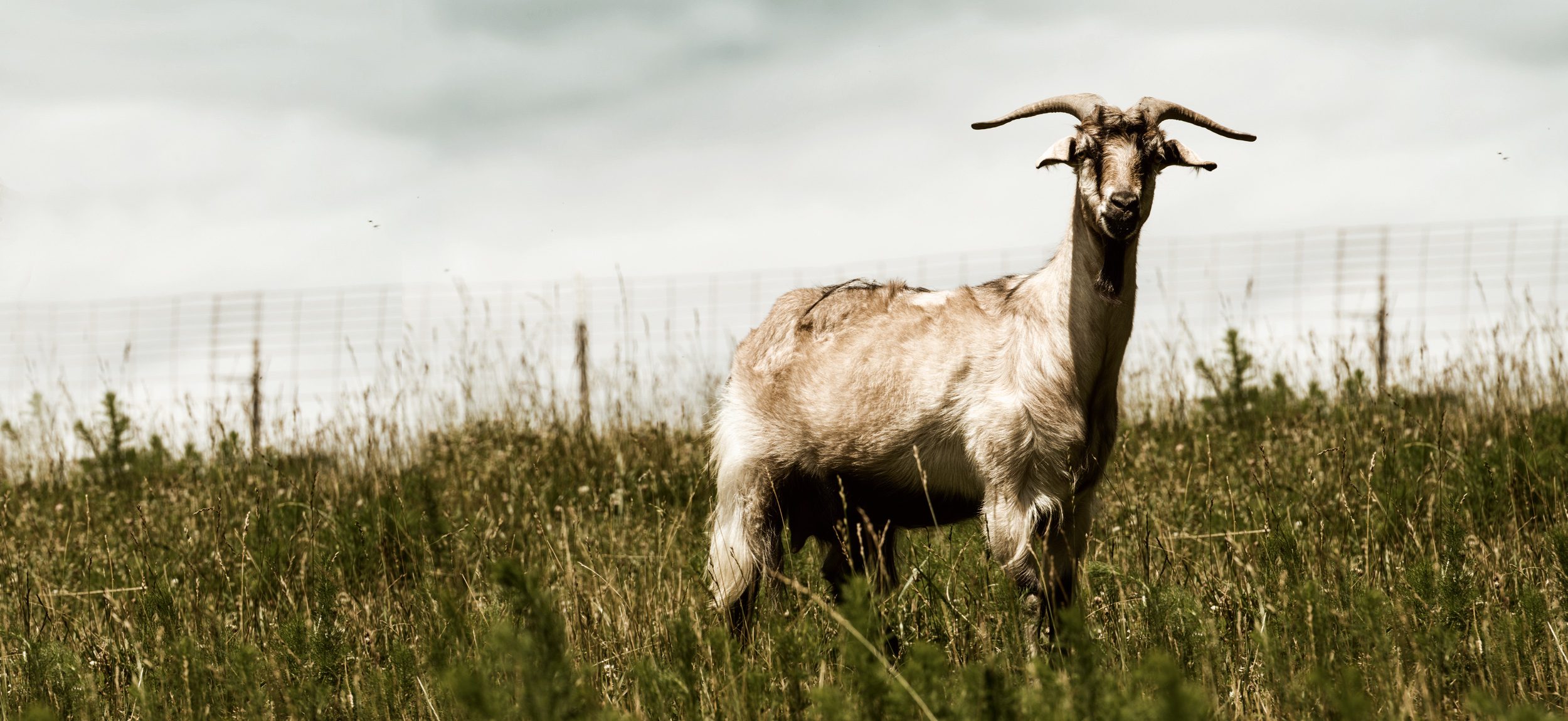Horned goat standing in tall grass field with wire fence in background, muted earthy tones