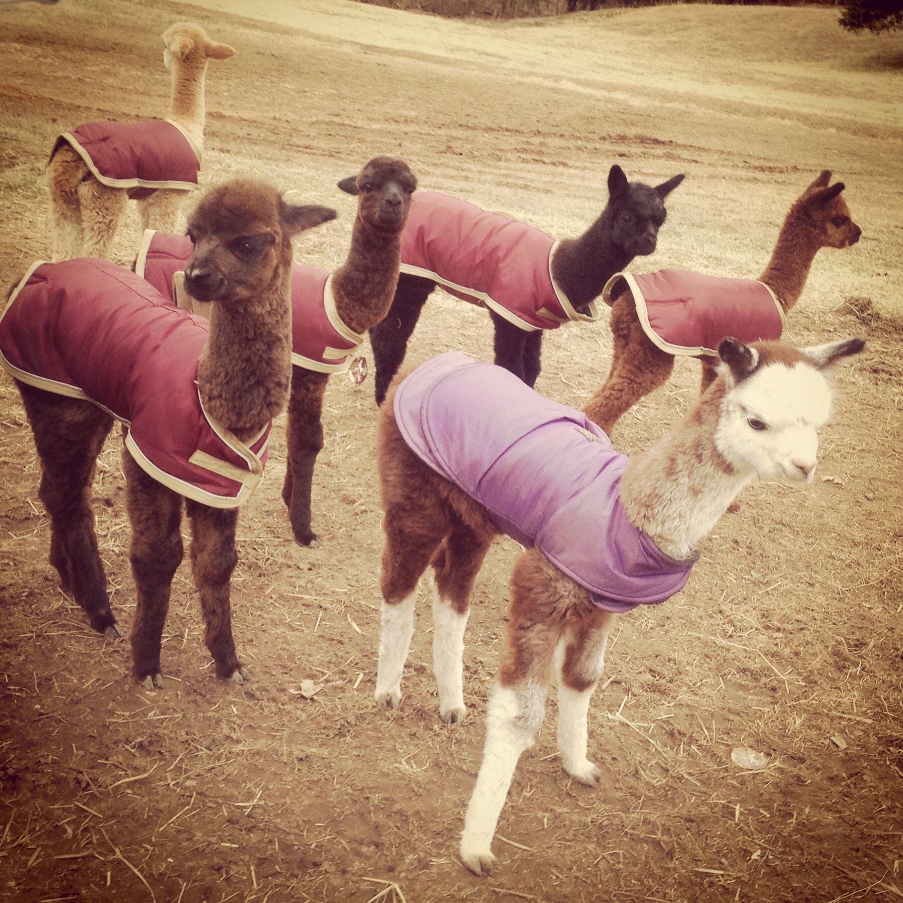 Group of young alpacas wearing colorful coats in maroon and lavender, standing on a dirt field