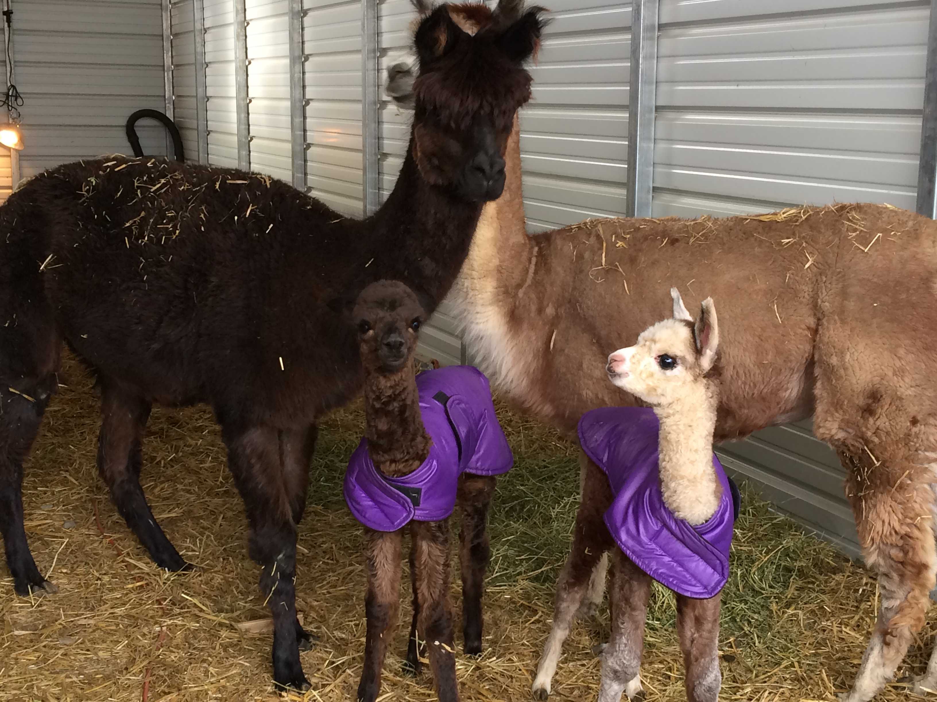Adult and baby alpacas in a barn, two crias wearing purple coats, standing on straw bedding