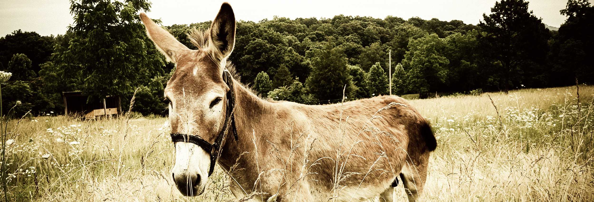 Donkey with a halter standing in tall grass with trees in the background, warm sepia tones