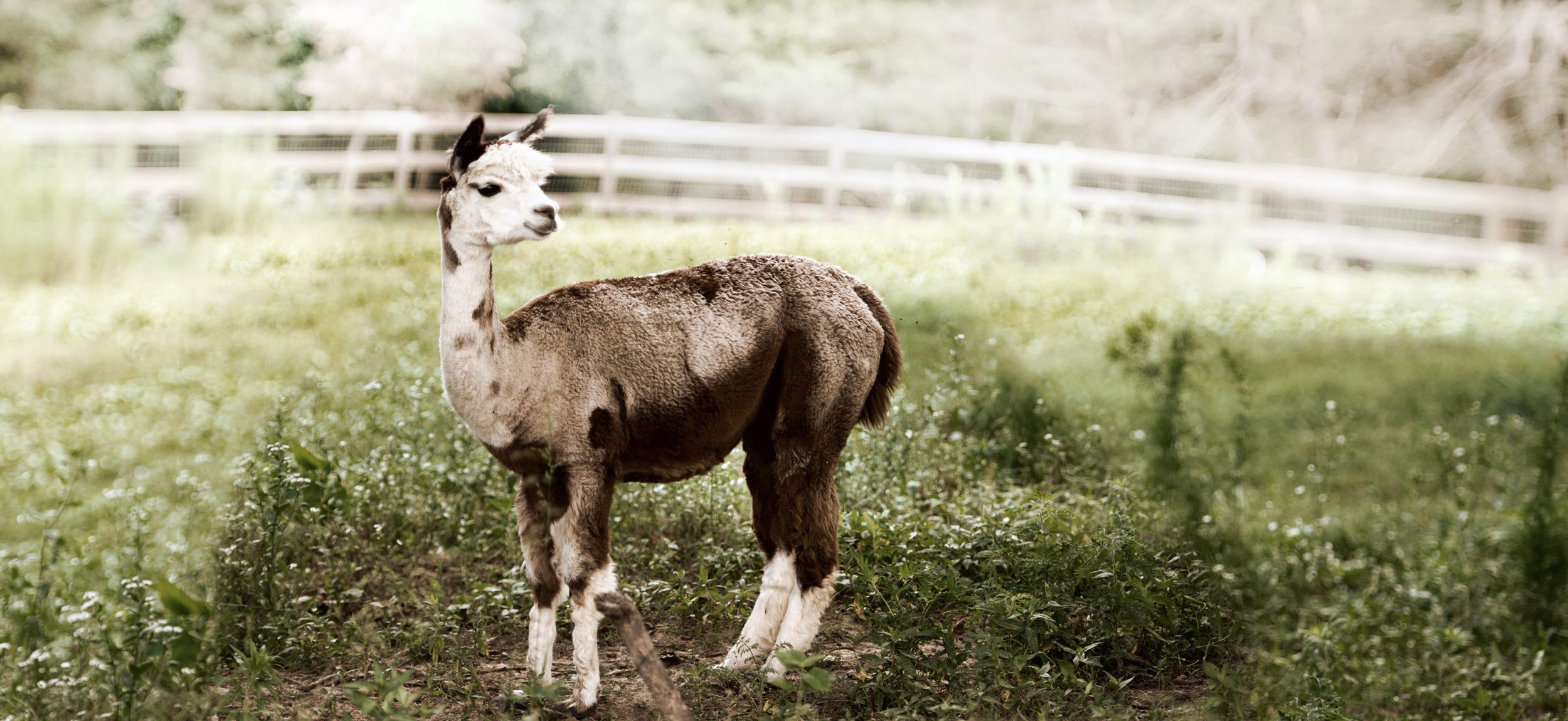Young alpaca standing in grassy field with wooden fence in soft, light-toned background