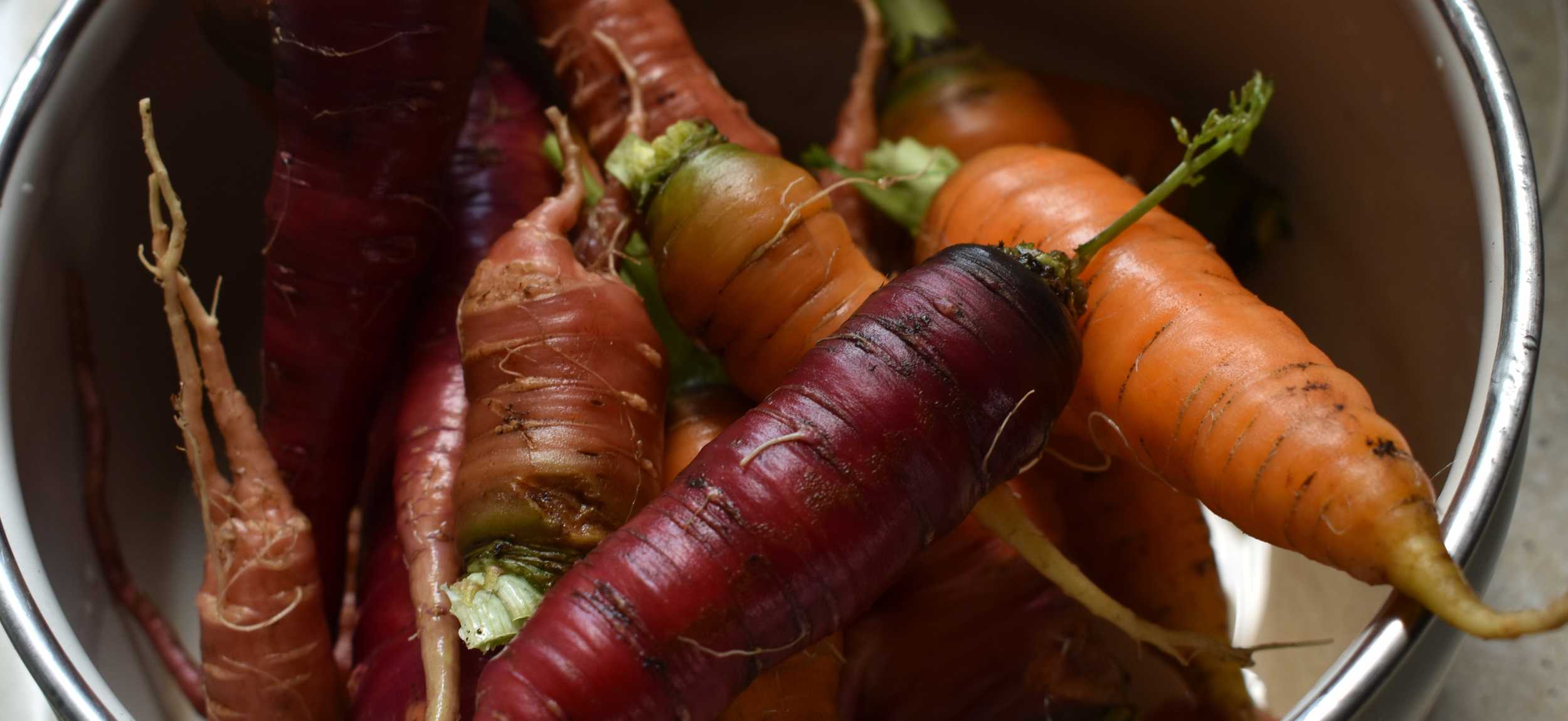 Close-up of freshly harvested multicolored carrots, including purple and orange varieties, in a metal bowl with soil still clinging