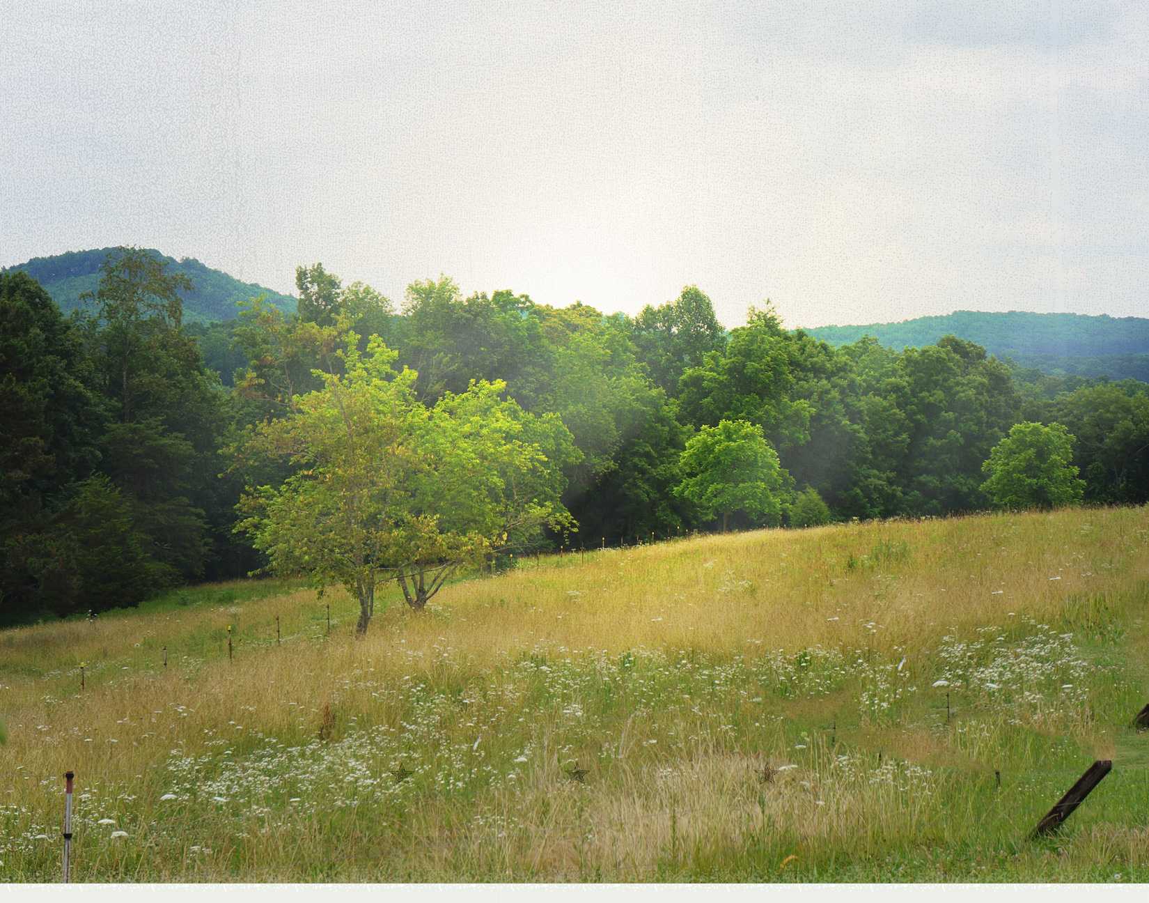 Golden meadow full of wildflowers with a small tree and forested hills under a soft hazy sky