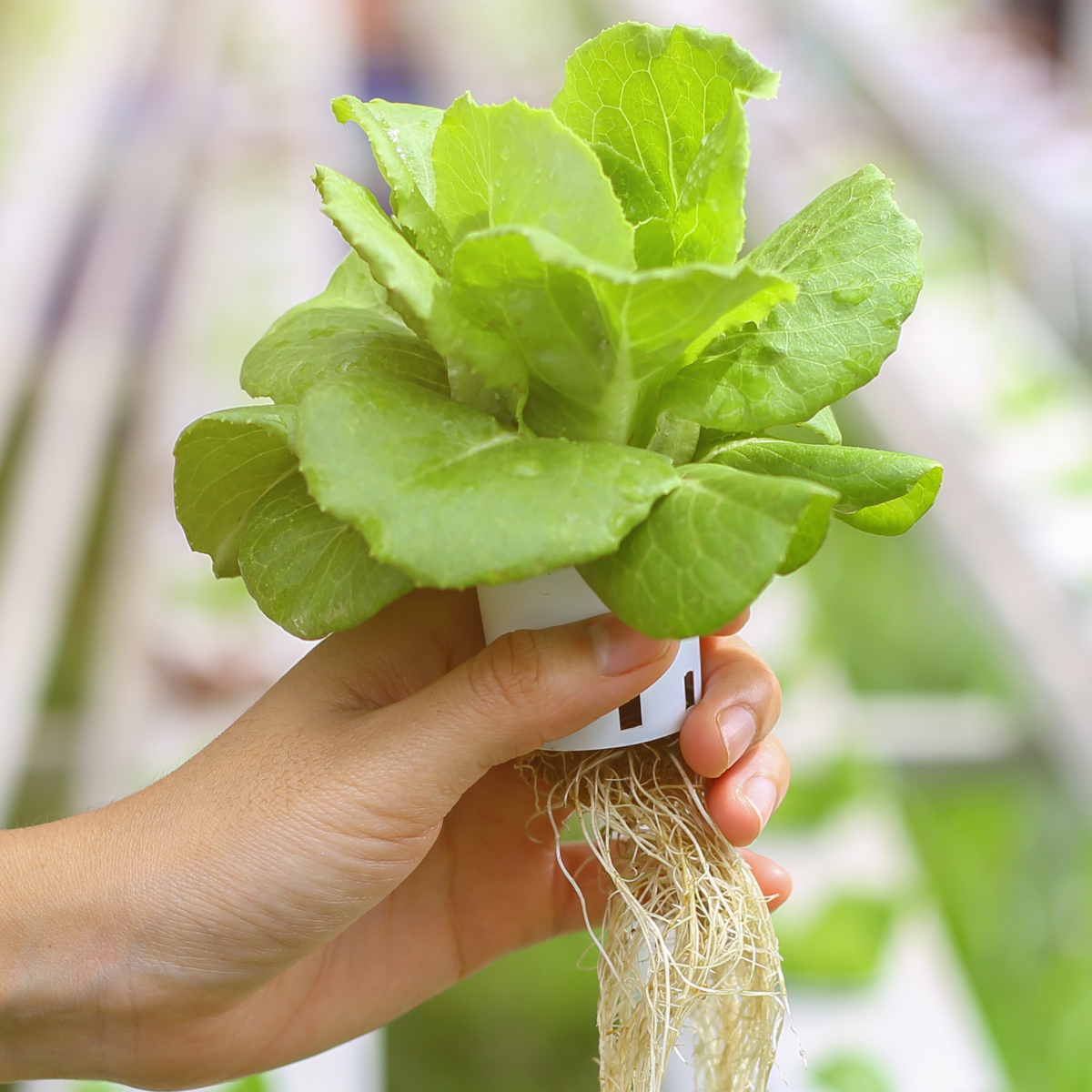 A hand holding a leafy green lettuce plant with visible roots, soft greenhouse background in muted greens