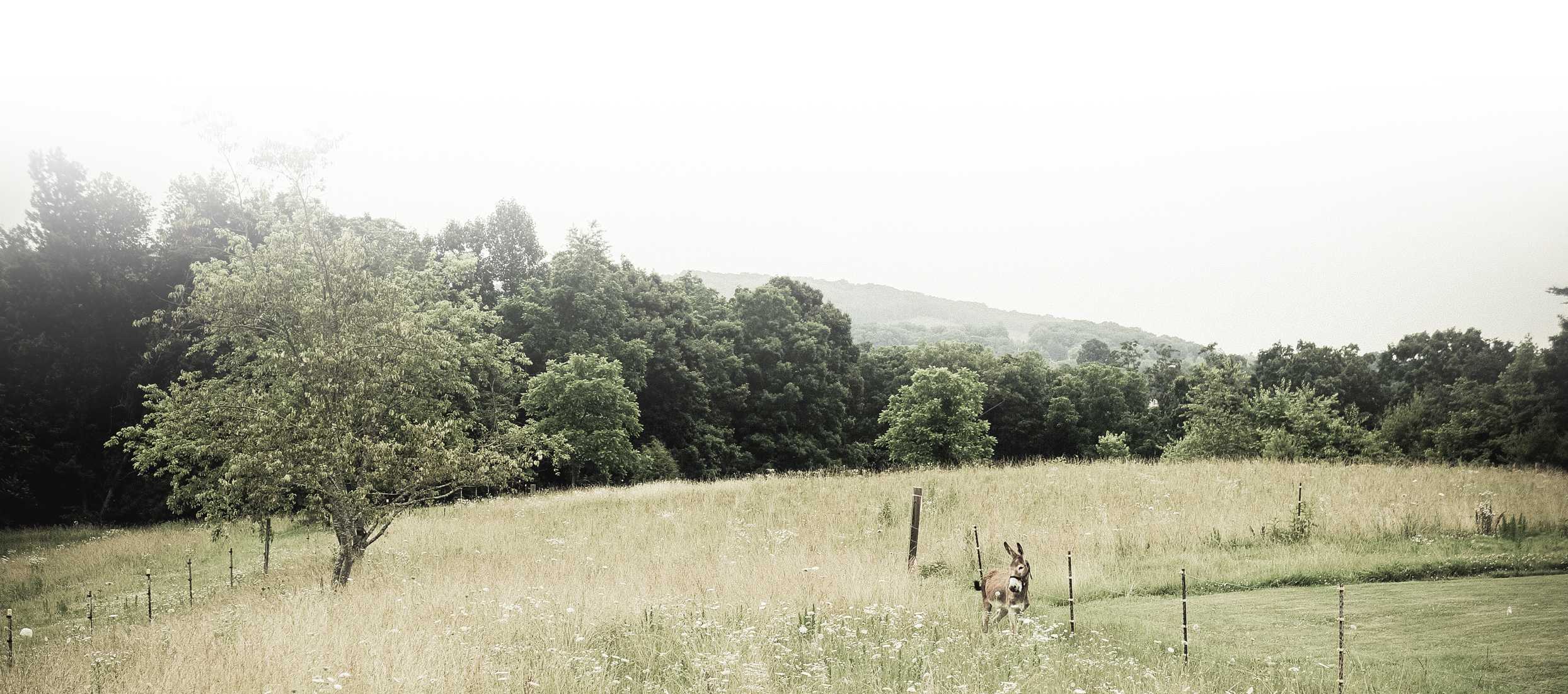 Hazy grassy field with a lone tree, wooden fence posts, and a small donkey standing nearby