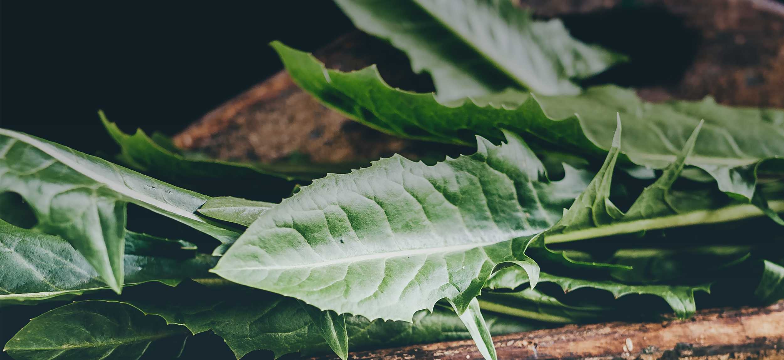 Close-up of jagged, dark green serrated leaves resting on a wooden surface